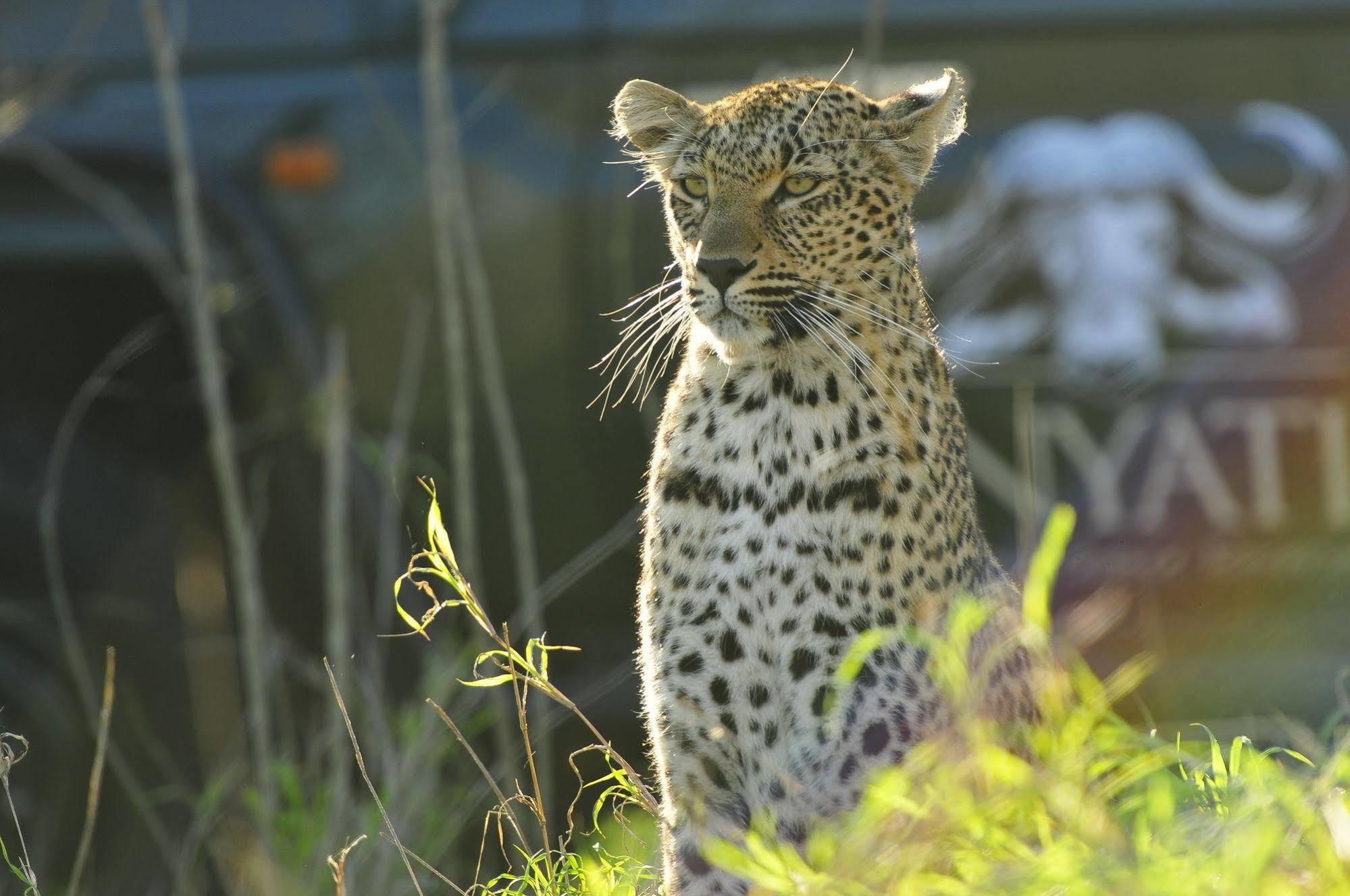 Inyati Game Lodge Metsi Ngoại thất bức ảnh