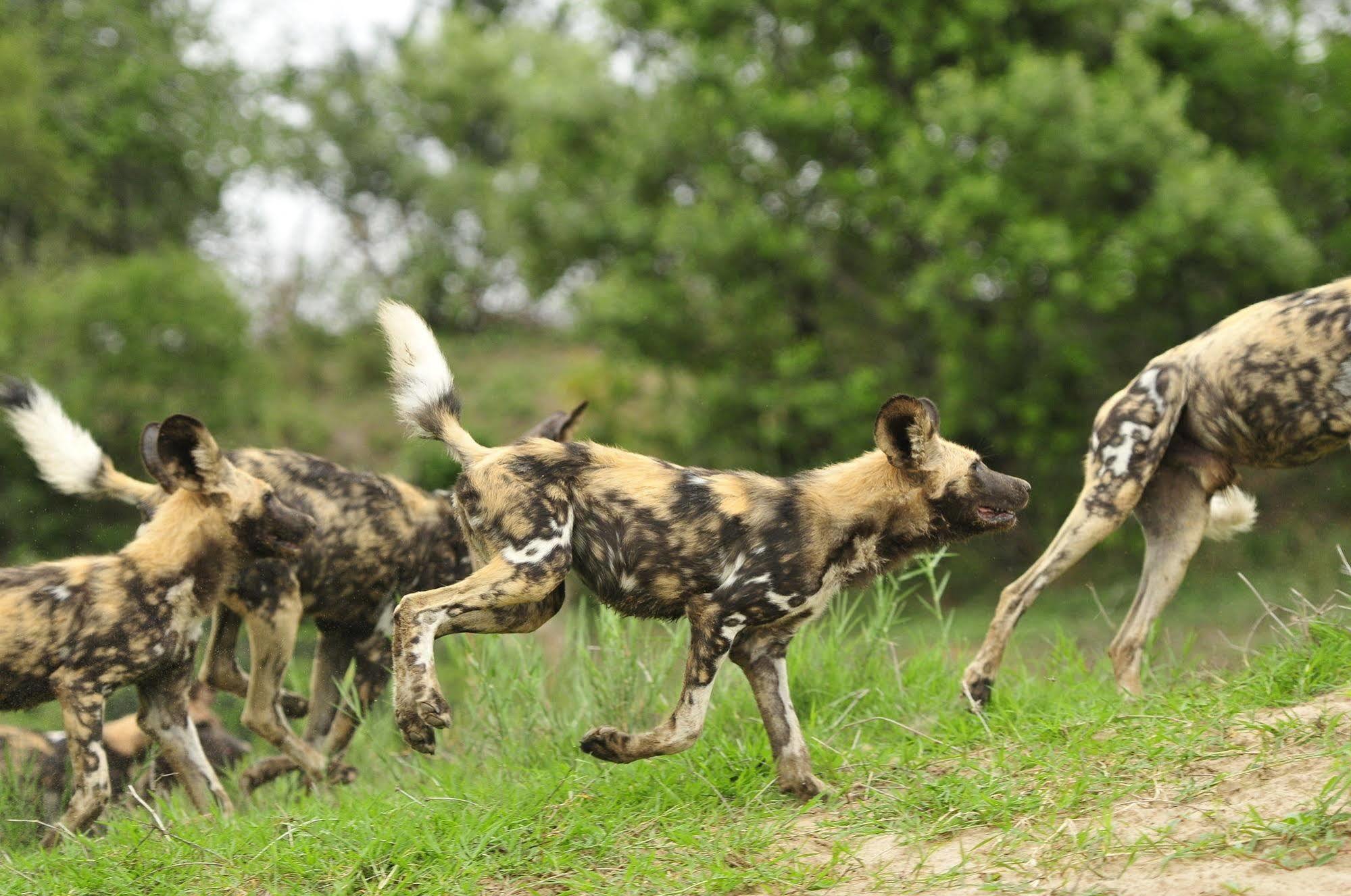 Inyati Game Lodge Metsi Ngoại thất bức ảnh
