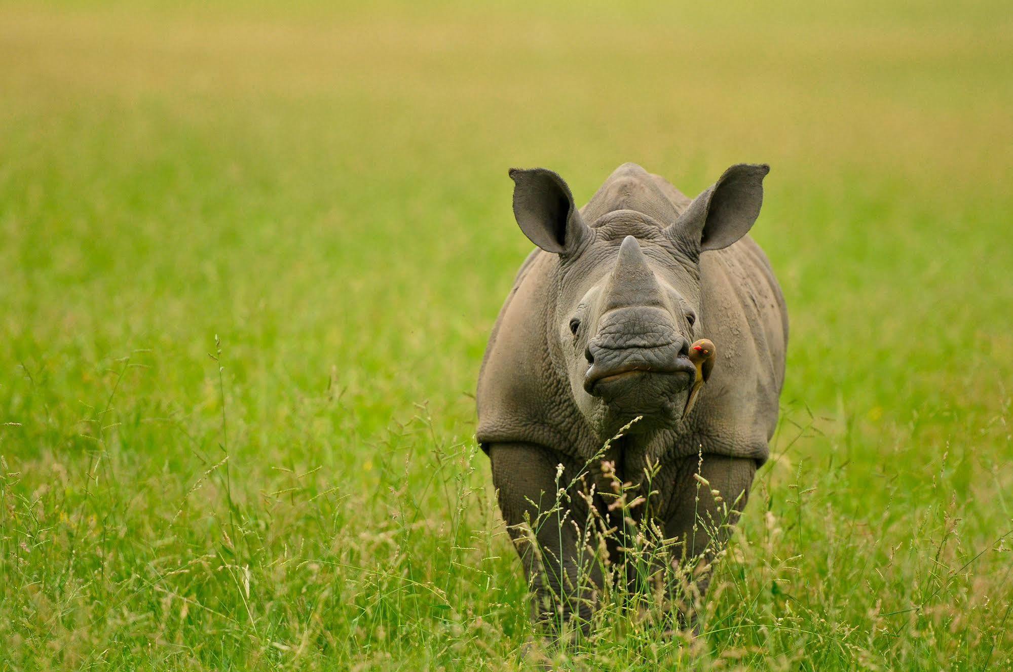 Inyati Game Lodge Metsi Ngoại thất bức ảnh