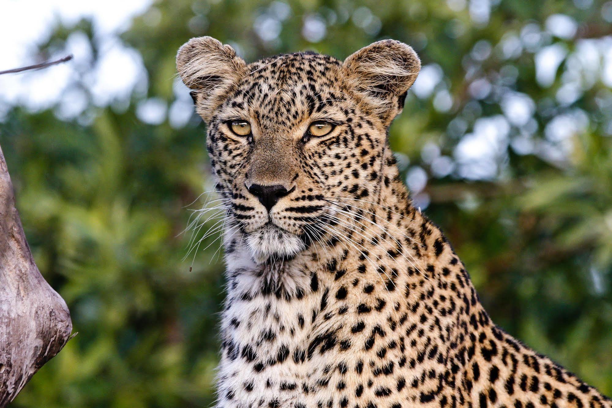 Inyati Game Lodge Metsi Ngoại thất bức ảnh